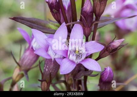 Gentianella germanica, allgemein bekannt als der deutsche Enzian, Chiltern Enzian Stockfoto