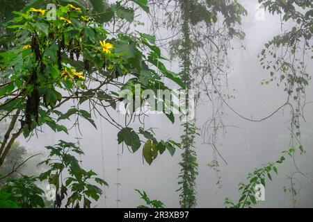 Bosque humedo, Zona Reina, Quiché, República de Guatemala, América Central. Stockfoto