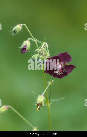 Geranium phaeum, bekannt als Dusky Cranesbill, trauernde Witwe, Dusky Cranesbill, Dusky Crane's Bill Stockfoto