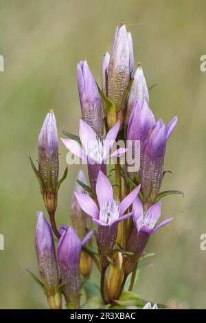 Gentianella germanica, allgemein bekannt als der deutsche Enzian, Chiltern Enzian Stockfoto