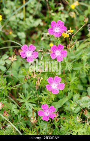 Geranium sanguineum, bekannt als Bloody crans-Bill, Bloody Cranesbill, Bloody Geranium Stockfoto