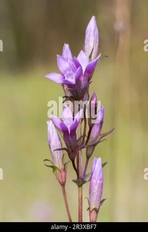 Gentianella germanica, allgemein bekannt als der deutsche Enzian, Chiltern Enzian Stockfoto