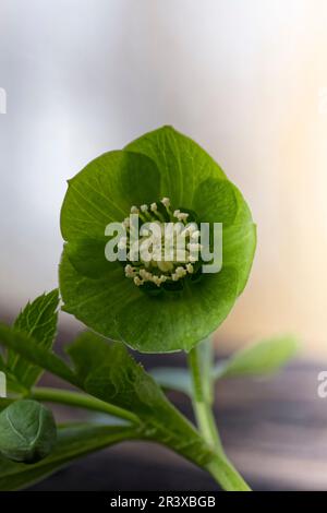 Helleborus niger, ssp. Occidentalis, auch bekannt als Green Hellebore, Bear's Foot, Bear's Foot, Hellebore Stockfoto