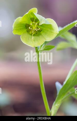 Helleborus niger, ssp. Occidentalis, auch bekannt als Green Hellebore, Bear's Foot, Bear's Foot, Hellebore Stockfoto