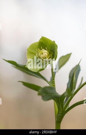 Helleborus niger, ssp. Occidentalis, auch bekannt als Green Hellebore, Bear's Foot, Bear's Foot, Hellebore Stockfoto