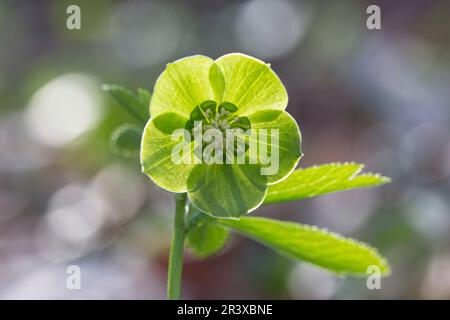 Helleborus niger, ssp. Occidentalis, auch bekannt als Green Hellebore, Bear's Foot, Bear's Foot, Hellebore Stockfoto