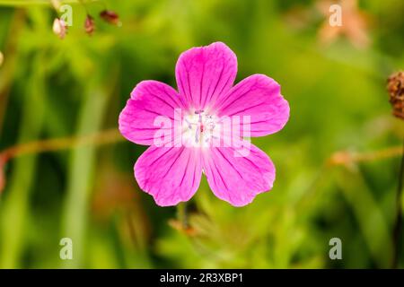 Geranium sanguineum, bekannt als Bloody crans-Bill, Bloody Cranesbill, Bloody Geranium Stockfoto