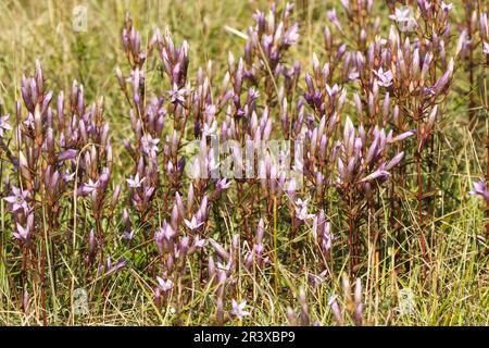 Gentianella germanica, allgemein bekannt als der deutsche Enzian, Chiltern Enzian Stockfoto