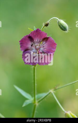 Geranium phaeum, bekannt als Dusky Cranesbill, trauernde Witwe, Dusky Cranesbill, Dusky Crane's Bill Stockfoto