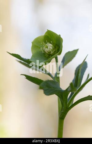 Helleborus niger, ssp. Occidentalis, auch bekannt als Green Hellebore, Bear's Foot, Bear's Foot, Hellebore Stockfoto