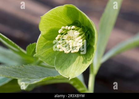 Helleborus niger, ssp. Occidentalis, auch bekannt als Green Hellebore, Bear's Foot, Bear's Foot, Hellebore Stockfoto