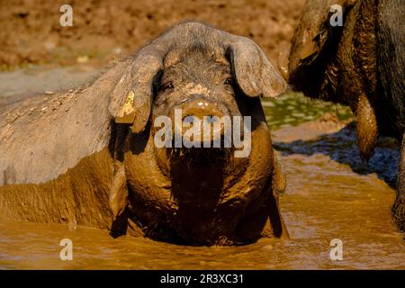 Niara de cerdos Negros, Finca Es Bosch Vell, Santa Margalida, Mallorca, Balearen, Spanien, Europa. Stockfoto