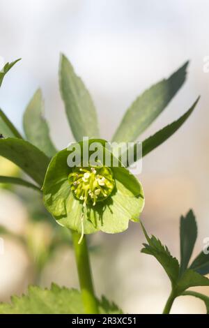 Helleborus niger, ssp. Occidentalis, auch bekannt als Green Hellebore, Bear's Foot, Bear's Foot, Hellebore Stockfoto