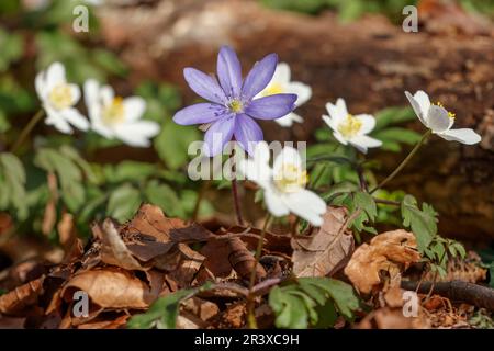 Hepatica nobilis, bekannt als Kidneywort, Liverleaf, Leberwort, Rundblättrige Hepatica Stockfoto