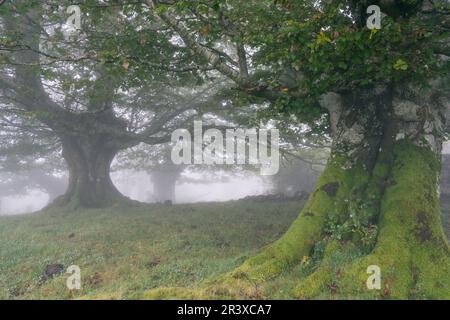 Riaza, Fagus Sylvaticus, Parque natural Gorbeia, Alava - Vizcaya, Euzkadi, Spanien. Stockfoto