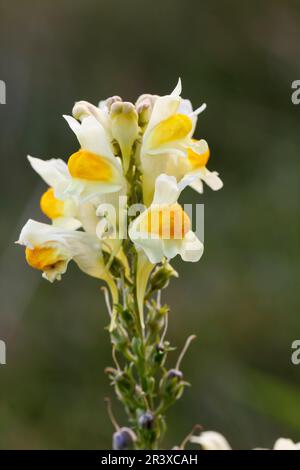 Linaria vulgaris, auch bekannt als Wiesenblättriger, Gelbblättriger, Feenlaternen, Butter-und-Eggs, Stockfoto