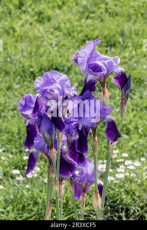 Iris germanica, Deutsche Schwertlilie - Iris germanica, auch bekannt als Deutsche Iris, Bärtige Iris Stockfoto