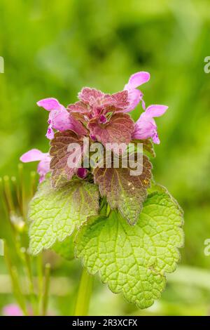 Lamium purpureum, bekannt als Purple Archangel, Purple Dead Nettle, Red Dead Nettle, Red Archangel Stockfoto