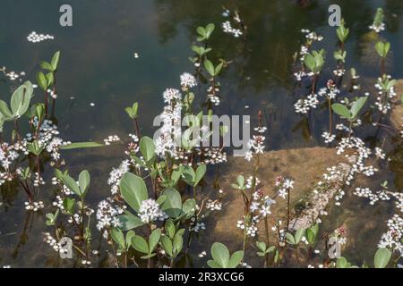 Menyanthes trifoliata, bekannt als Trefoil, Marsh Trefoil, Bogbean Stockfoto