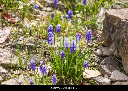 Muscari botryoides, kleine Traubenhyazinthe - Muscari botryoides, bekannt als Traubenhyazinth, gewöhnliche Traubenhyazinth, kleine Traubenhyazinth Stockfoto