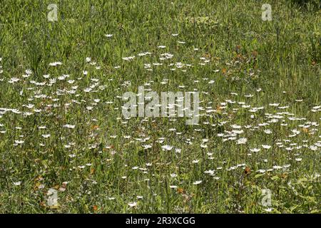 Leucanthemum vulgare, Magerwiesen-Margerite, Wiesen-Margerite, Wiesen-Wucherblume, Margerite(Margeritenwiese im Juni - Leucanthemum vulgare, bekannt als Stockfoto