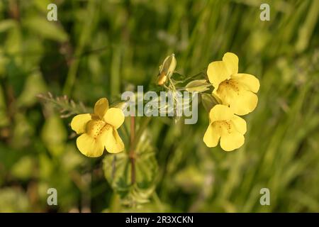 Mimulus guttatus, bekannt als Sep Monkeyflower, gemeine gelbe Affenblume Stockfoto