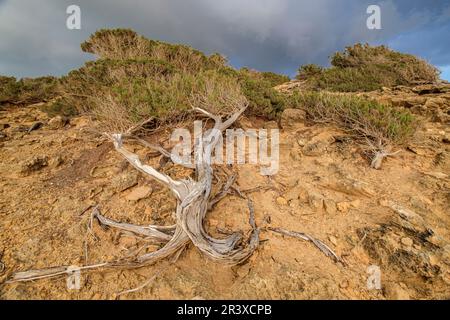 sabina vom Wind gefoltert, Es Caló des Mort, Formentera, Pitiusas-Inseln, Balearengemeinschaft, Spanien. Stockfoto