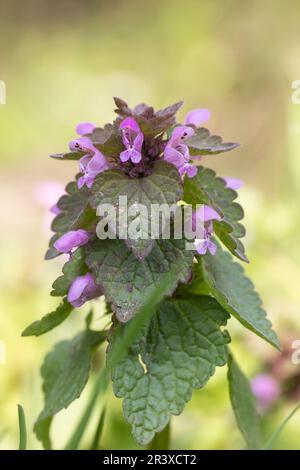 Lamium purpureum, bekannt als Purple Archangel, Purple Dead Nettle, Red Dead Nettle, Red Archangel Stockfoto