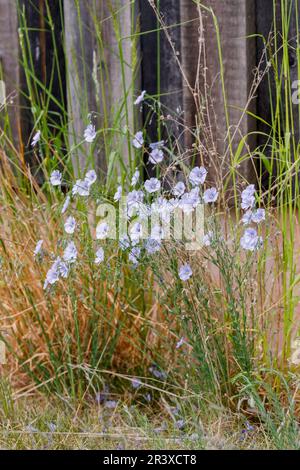 Linum usitatissimum, auch bekannt als Gemeiner Lein, Leinsamen, Leinsamen Stockfoto