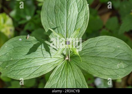 Pariser Quadrifolie, bekannt als Herb paris, ein echter Liebesknoten Stockfoto