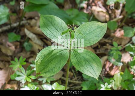 Pariser Quadrifolie, bekannt als Herb paris, ein echter Liebesknoten Stockfoto