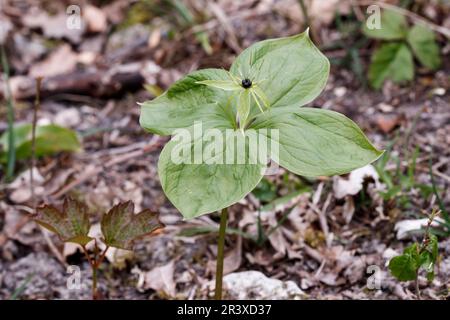 Pariser Quadrifolie, bekannt als Herb paris, ein echter Liebesknoten Stockfoto