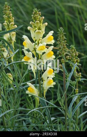 Linaria vulgaris, auch bekannt als Wiesenblättriger, Gelbblättriger, Feenlaternen, Butter-und-Eggs, Stockfoto