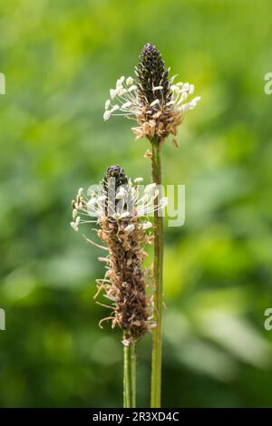 Plantago lanceolata, Ribwort-Plantain, auch bekannt als Buckhorn-Plantain, Bändchen, Narrowleaf-Plantain Stockfoto