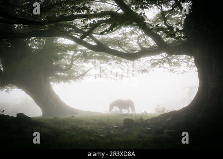 Caballo Bajo Las Hayas, Fagus Sylvaticus, Parque natural Gorbeia, Alava - Vizcaya, Euzkadi, Spanien. Stockfoto