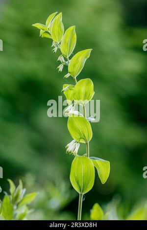 Polygonatum odoratum, auch bekannt als Seehund des Salomons, Duftsalomons-Seehund, Salomons-Seehund Stockfoto