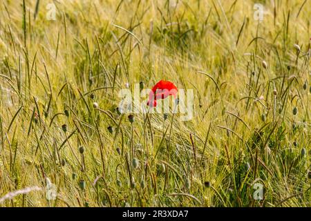 Papaver Rhoeas, roter Mohn mit Maisblumen auf dem Getreidefeld Stockfoto