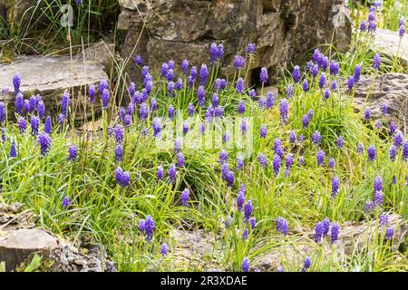 Muscari botryoides, auch bekannt als Traubenhyazinth, gewöhnliche Traubenhyazinth, kleine Traubenhyazinth Stockfoto