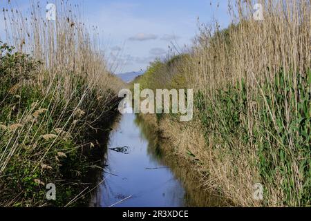 canal des Sol, Anea, (Typha latifolia L.), albufera de mallorca, Mallorca, Islas Baleares, Spanien. Stockfoto