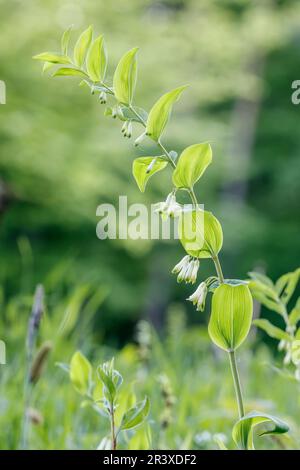 Polygonatum odoratum, auch bekannt als Seehund des Salomons, Duftsalomons-Seehund, Salomons-Seehund Stockfoto