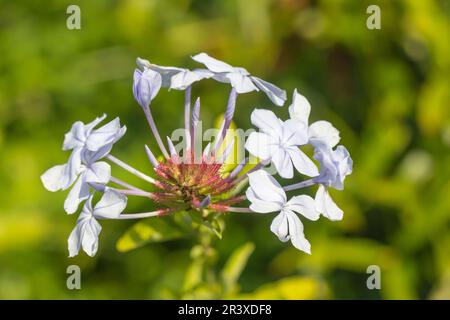 Plumbago auriculata, auch bekannt als Blauer Plumbago, Cape Plumbago, Cape Leadwort Stockfoto