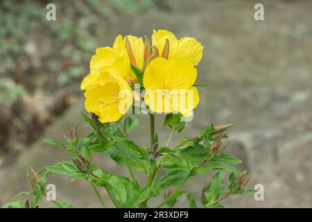 Oenothera fruticosa, ssp. Glauca, auch bekannt als graue Primerose, schmalblättrige Sonnentropfen, abendliche Primerose Stockfoto