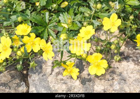 Potentilla neumanniana (Potentilla tabernaemontani), bekannt als geflecktes Cinquefoil, Spring Cinquefoil Stockfoto