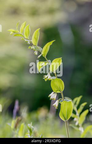 Polygonatum odoratum, auch bekannt als Seehund des Salomons, Duftsalomons-Seehund, Salomons-Seehund Stockfoto