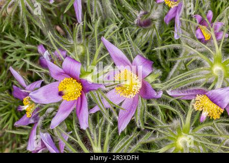 Pulsatilla vulgaris, auch bekannt als Gemeine Paskenblume, europäischer Pasqueflower, Dänen Blut Stockfoto