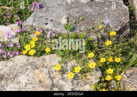 Potentilla heptaphylla, bekannt als die siebenblättrige cinque-Folie, Cinquefoil Stockfoto