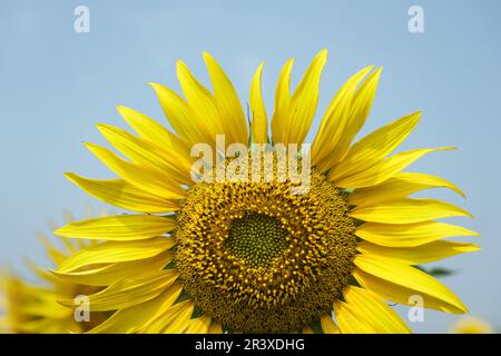 Helle Sonnenblumenblüten auf einem hellbeigen. Natürlicher Hintergrund, Webbanner. Draufsicht.' 'Selektiver Fokus'' 'Schärfentiefe'' ''Fokus folgen'' Stockfoto
