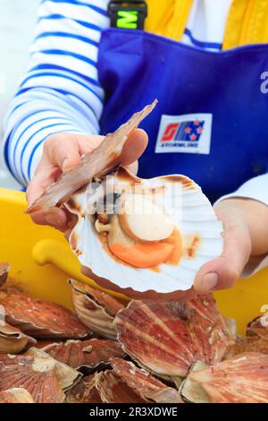 Jakobsmuscheln in einem Fischladen. Ein Fischhändler hält eine offene Jakobsmuschel in den Händen Stockfoto