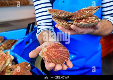 Jakobsmuscheln in einem Fischladen. Ein Fischhändler hält Jakobsmuscheln in den Händen Stockfoto