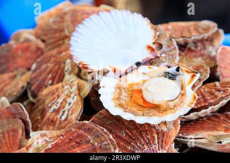 Jakobsmuscheln in einem Fischladen. Nahaufnahme einer offenen Jakobsmuschel Stockfoto